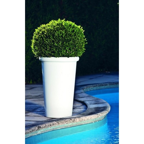 Camelia Serralunga vase