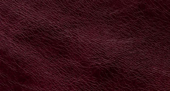 Leonardo-Pelle-Arketipo