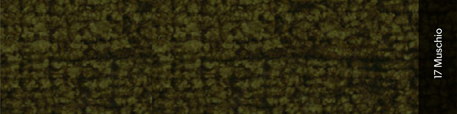 muschio.jpg
